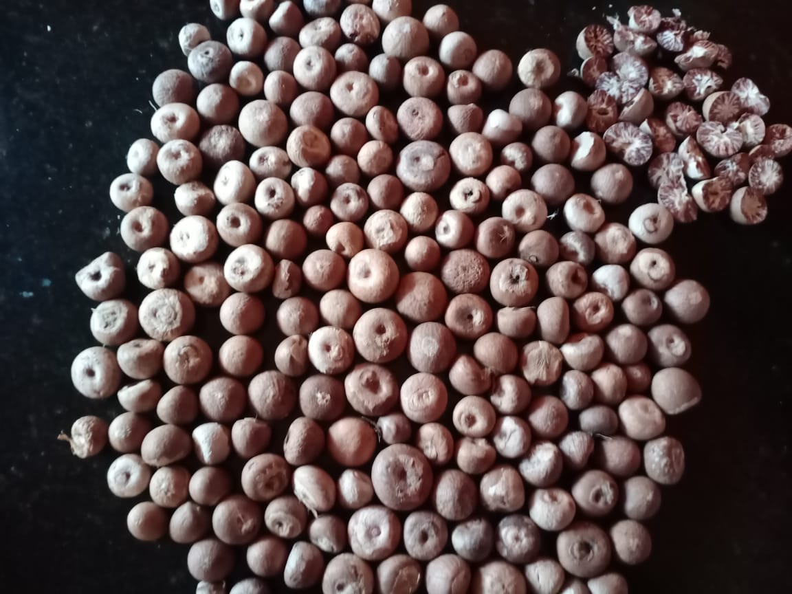 Premium Fresh Nuts (FN) — 65kg Bag