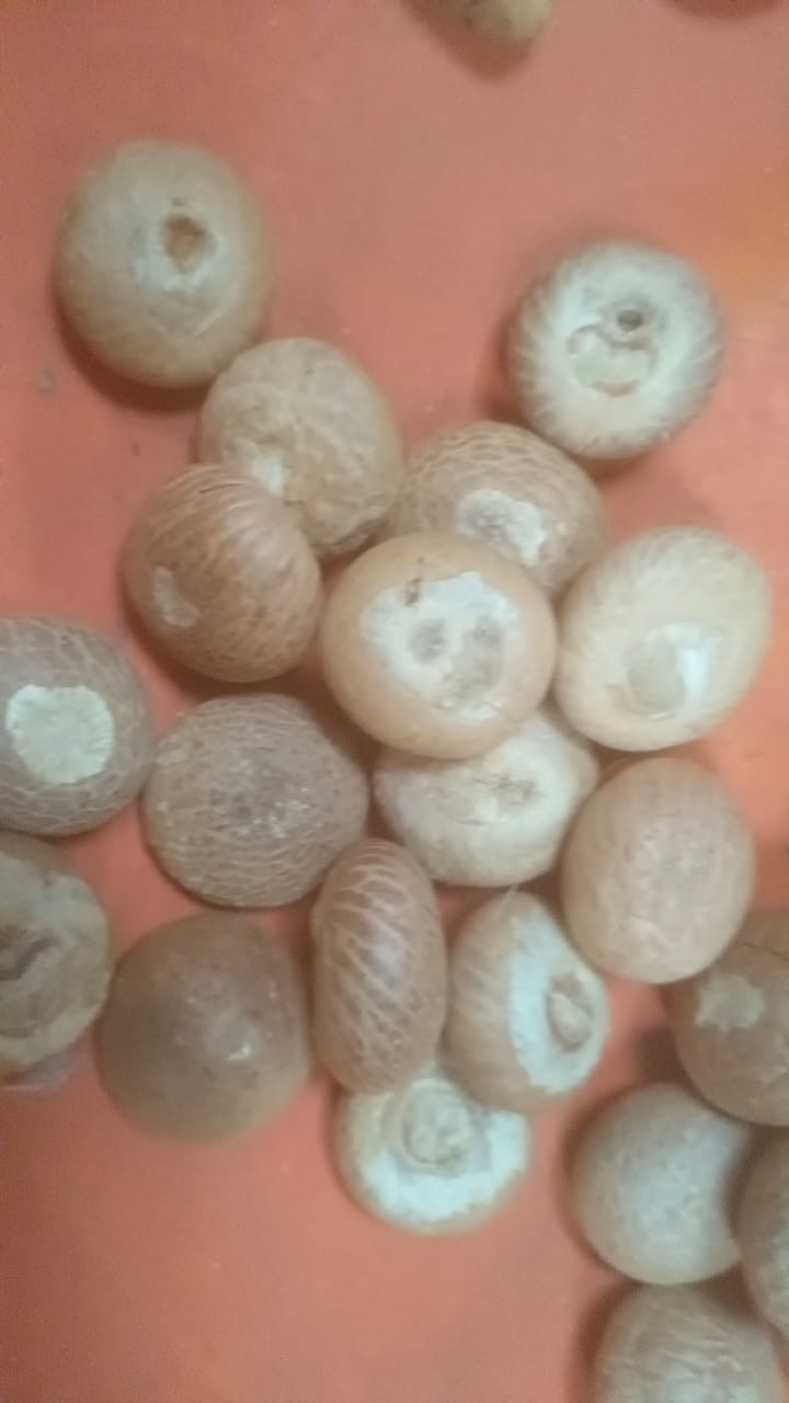Single Choll (SC) Raas — 65kg Bag - thumbnail 4